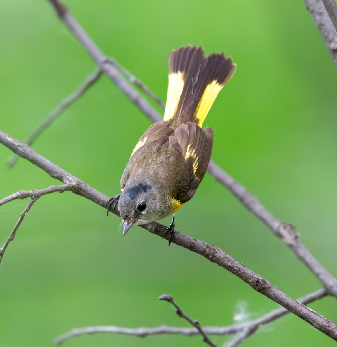 American Redstart - ML619605410