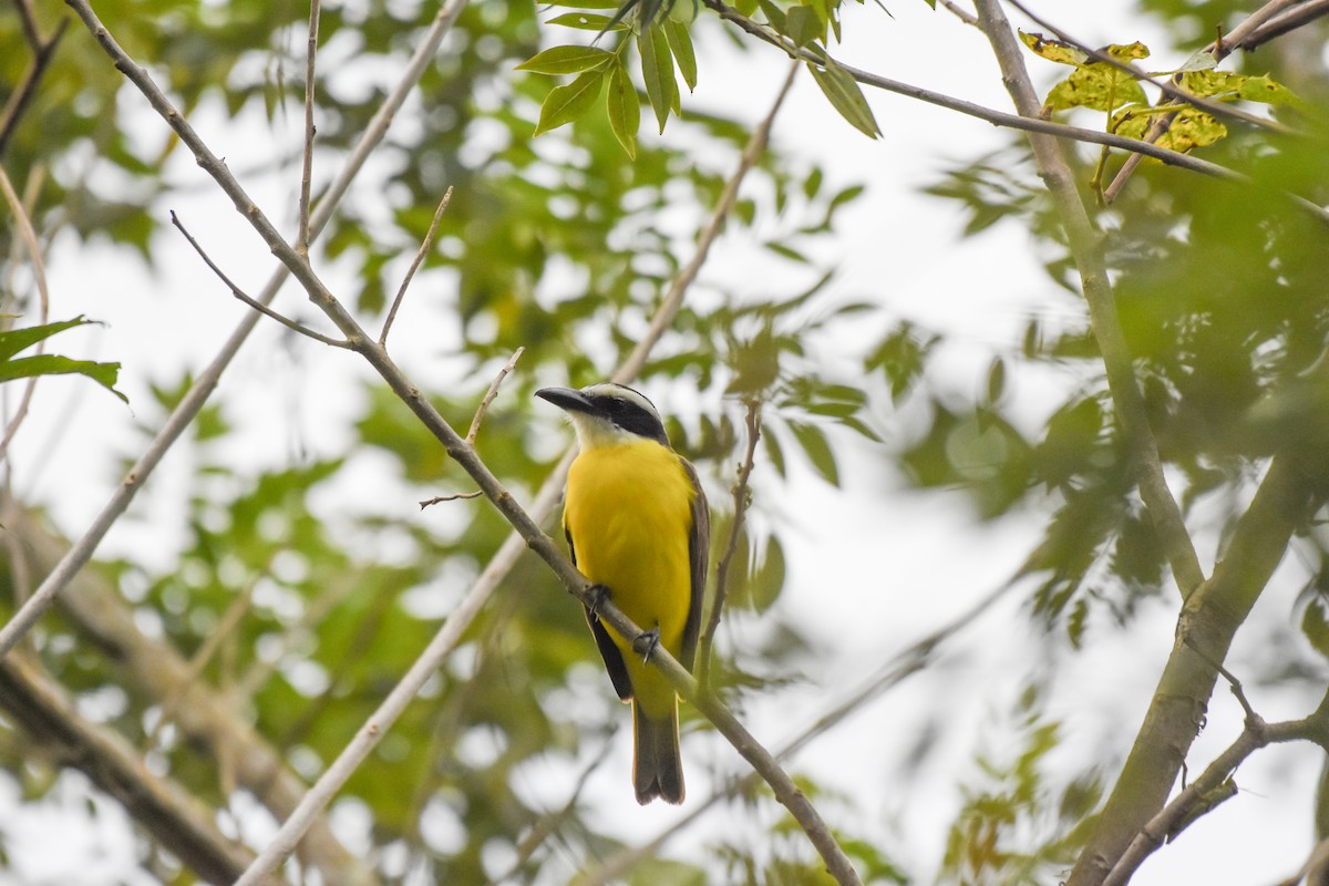 Boat-billed Flycatcher (Northern) - Mauricio López