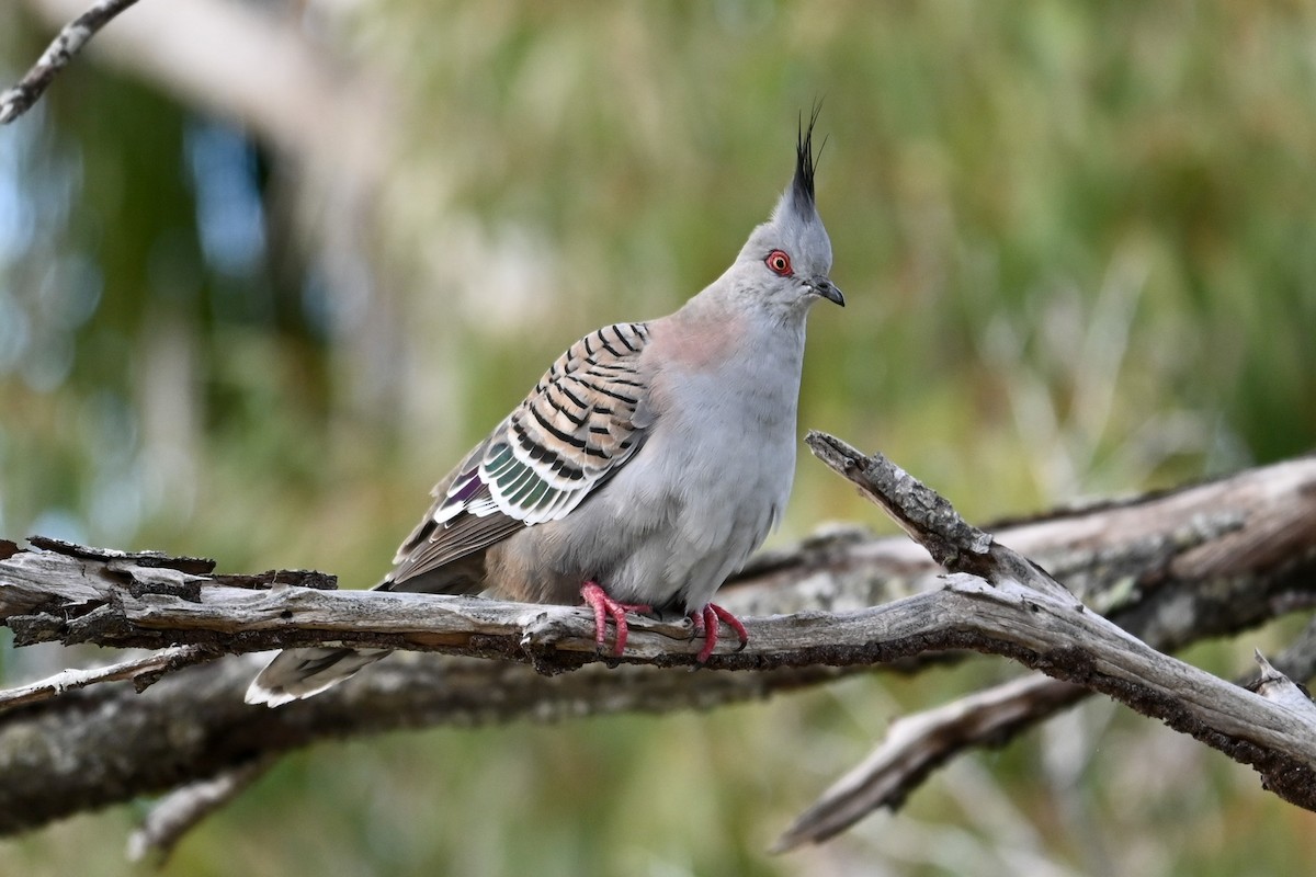 Crested Pigeon - Steve Ryan