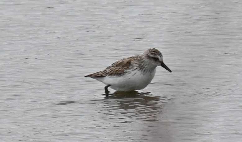 Semipalmated Sandpiper - Tim Saylor