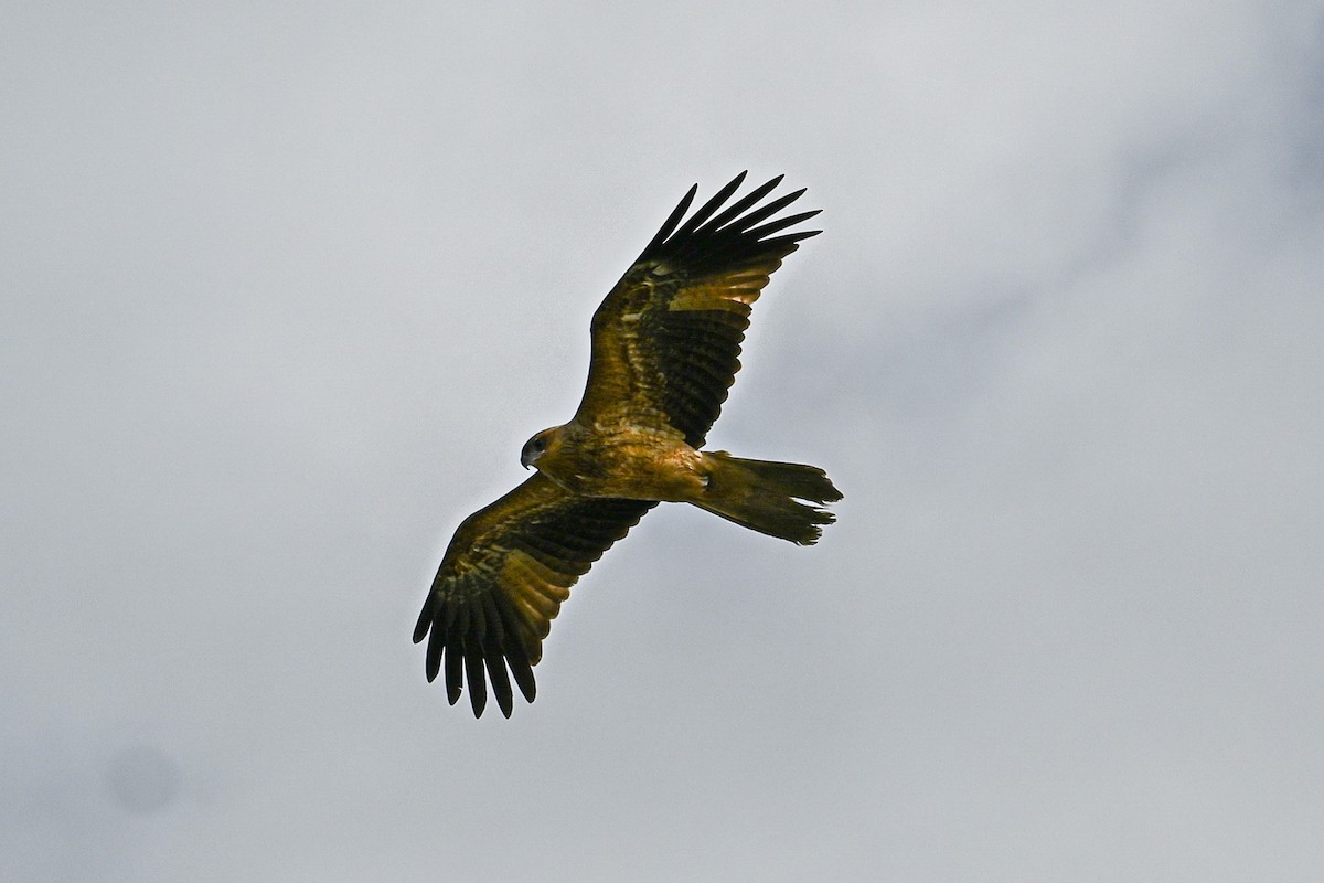 Whistling Kite - ML619605422