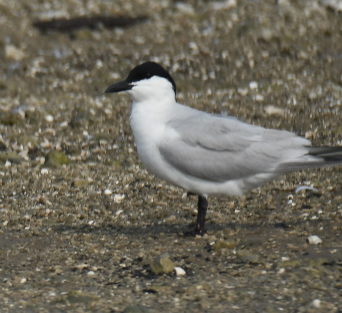 Gull-billed Tern - Leonardo Guzmán (Kingfisher Birdwatching Nuevo León)