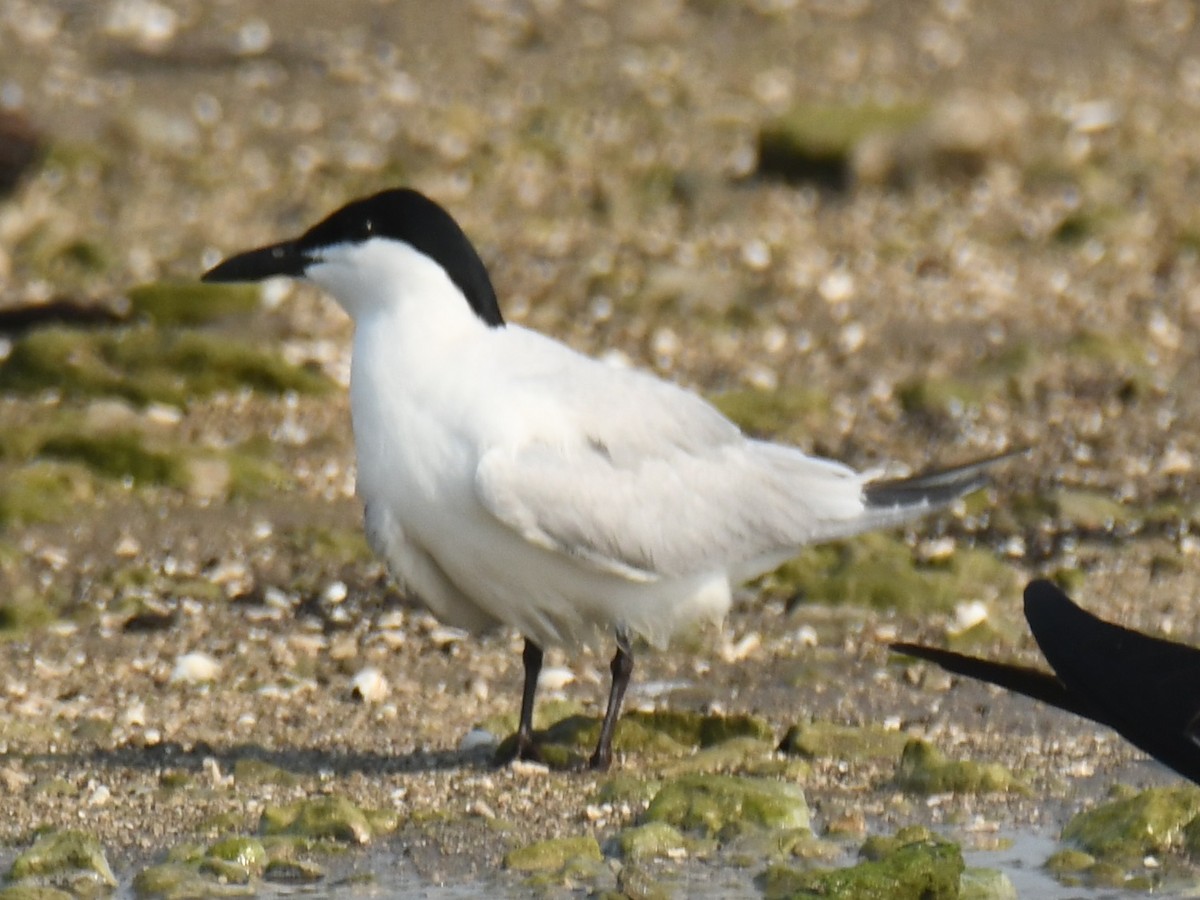 Gull-billed Tern - Leonardo Guzmán (Kingfisher Birdwatching Nuevo León)