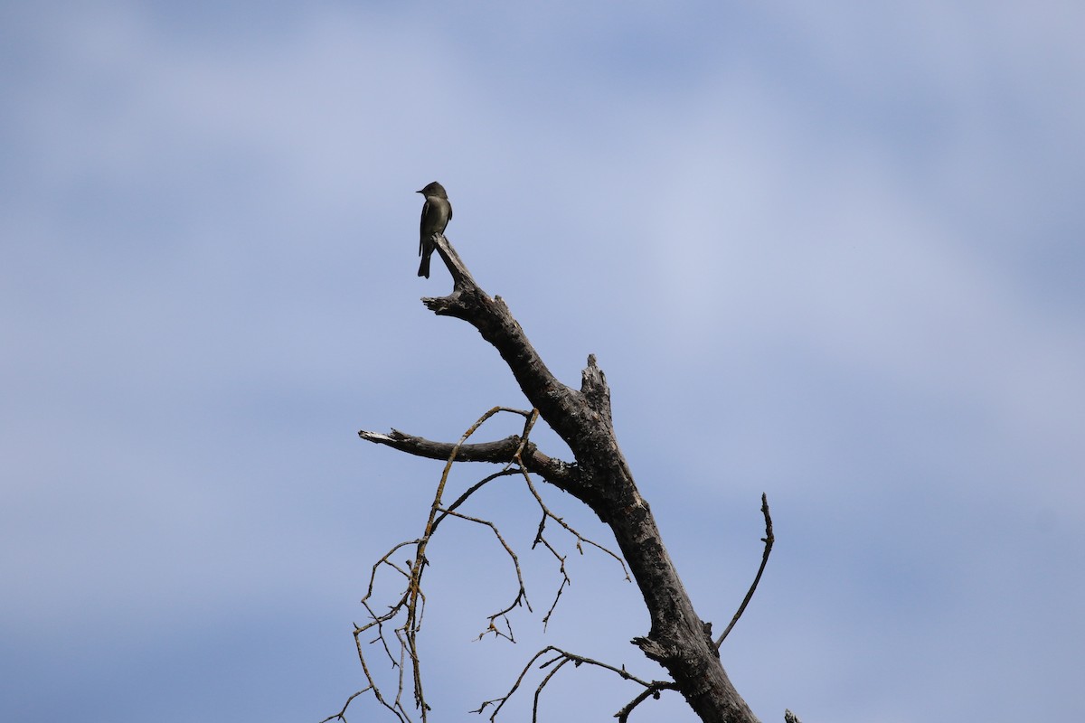 Western Wood-Pewee - maggie peretto