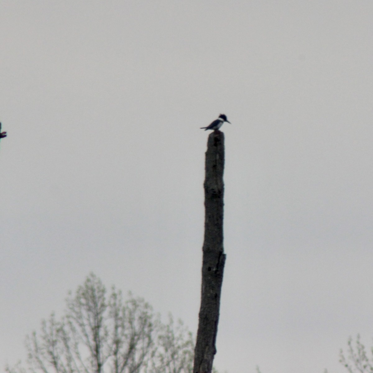 Belted Kingfisher - ML619605430