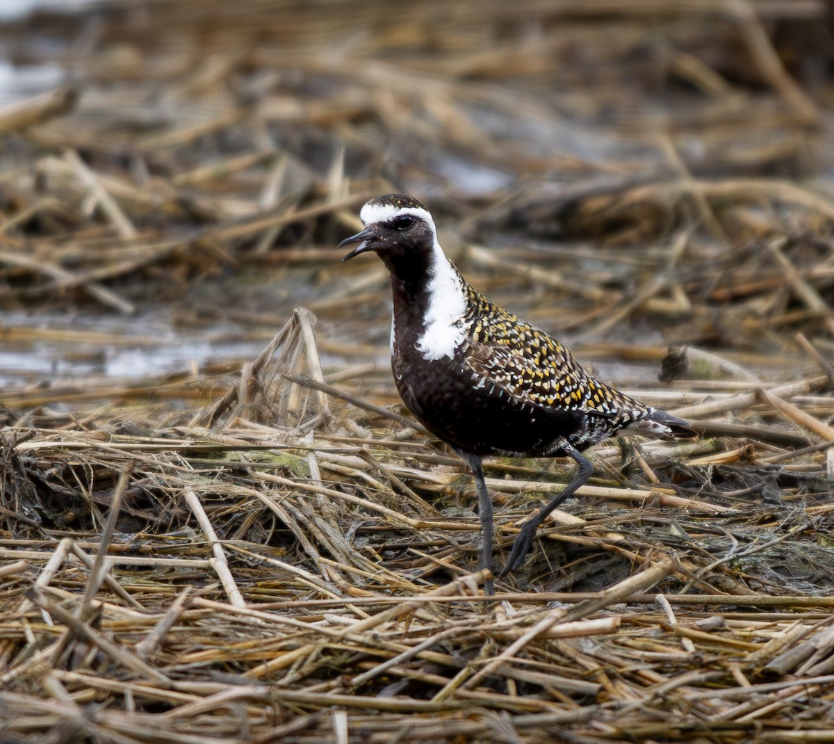 American Golden-Plover - Will Carlson