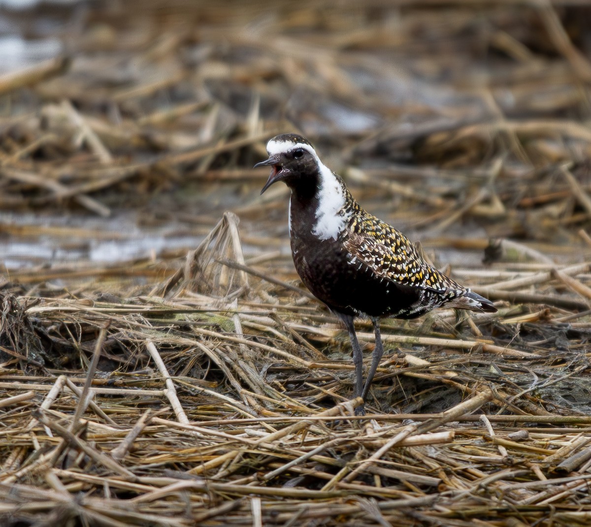 American Golden-Plover - Will Carlson