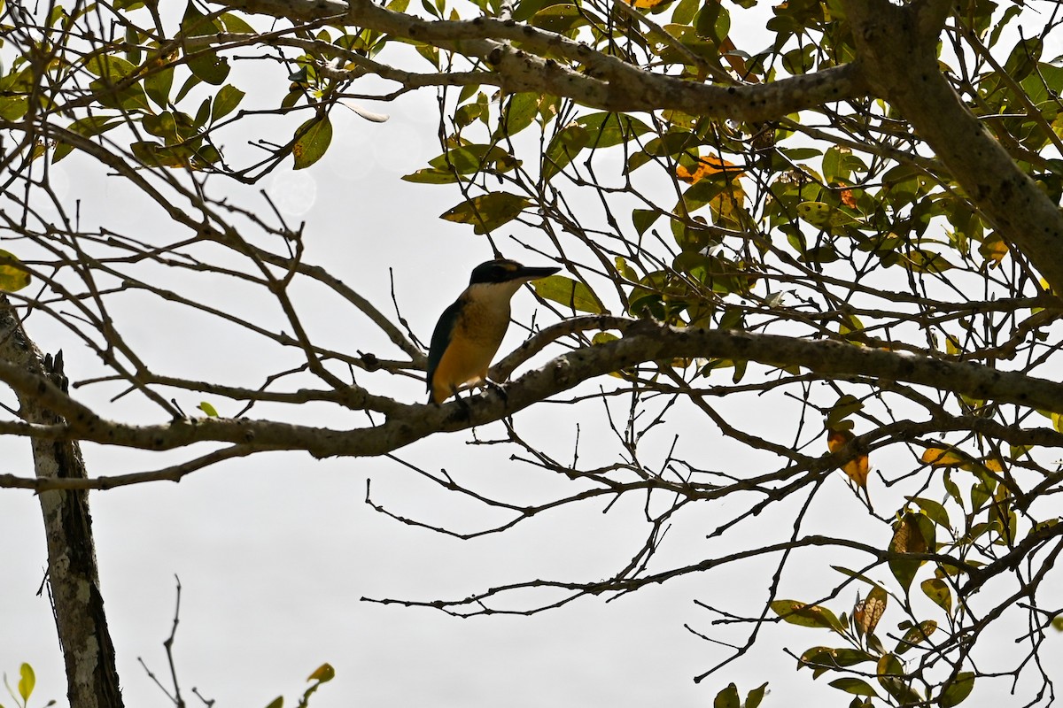 Sacred Kingfisher (Australasian) - ML619605434