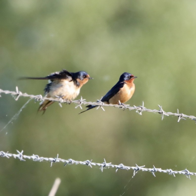 Barn Swallow - ML619605440