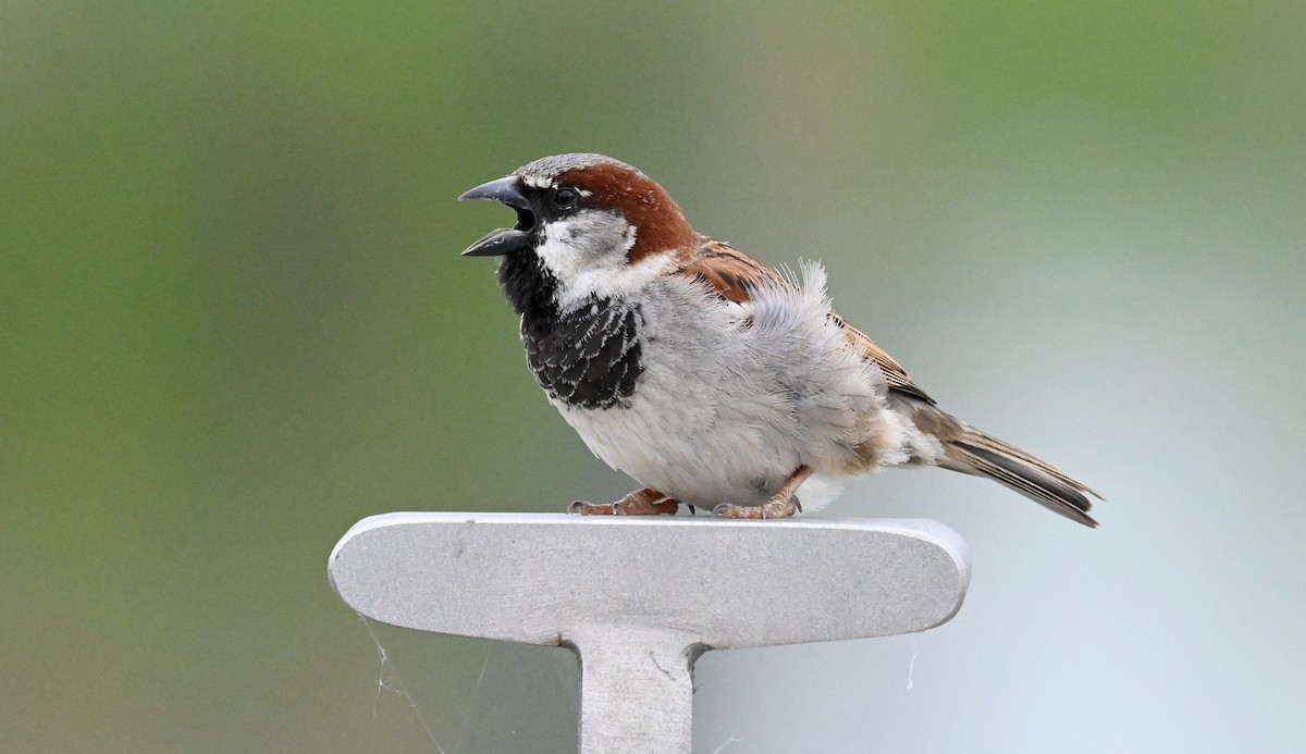 House Sparrow - ML619605450