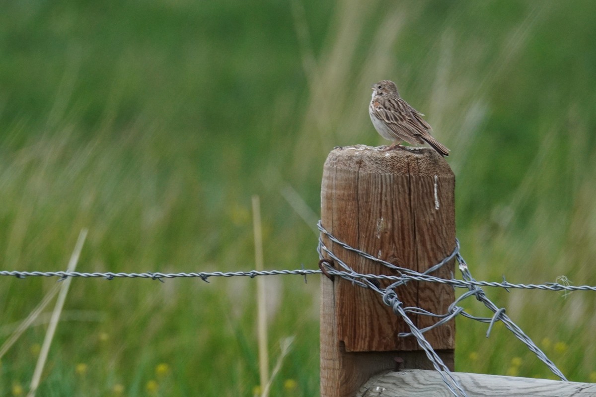 Vesper Sparrow - Kristy Dhaliwal