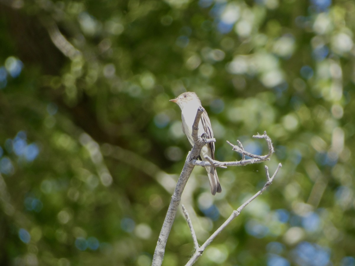 Western Wood-Pewee - Heidi Erstad