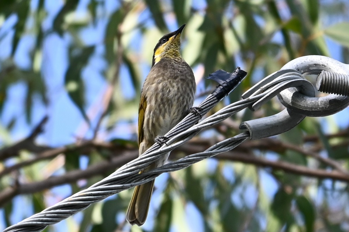 Yellow-faced Honeyeater - ML619605459