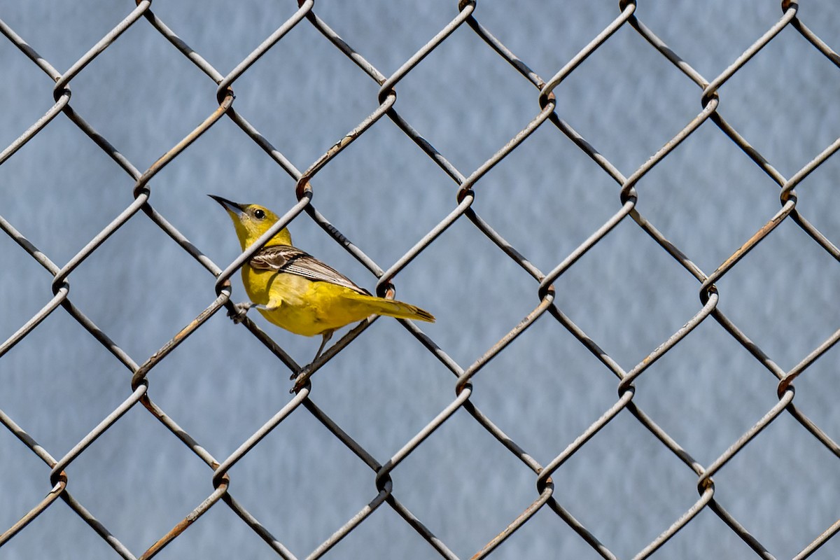 Hooded Oriole - Ruslan Balagansky