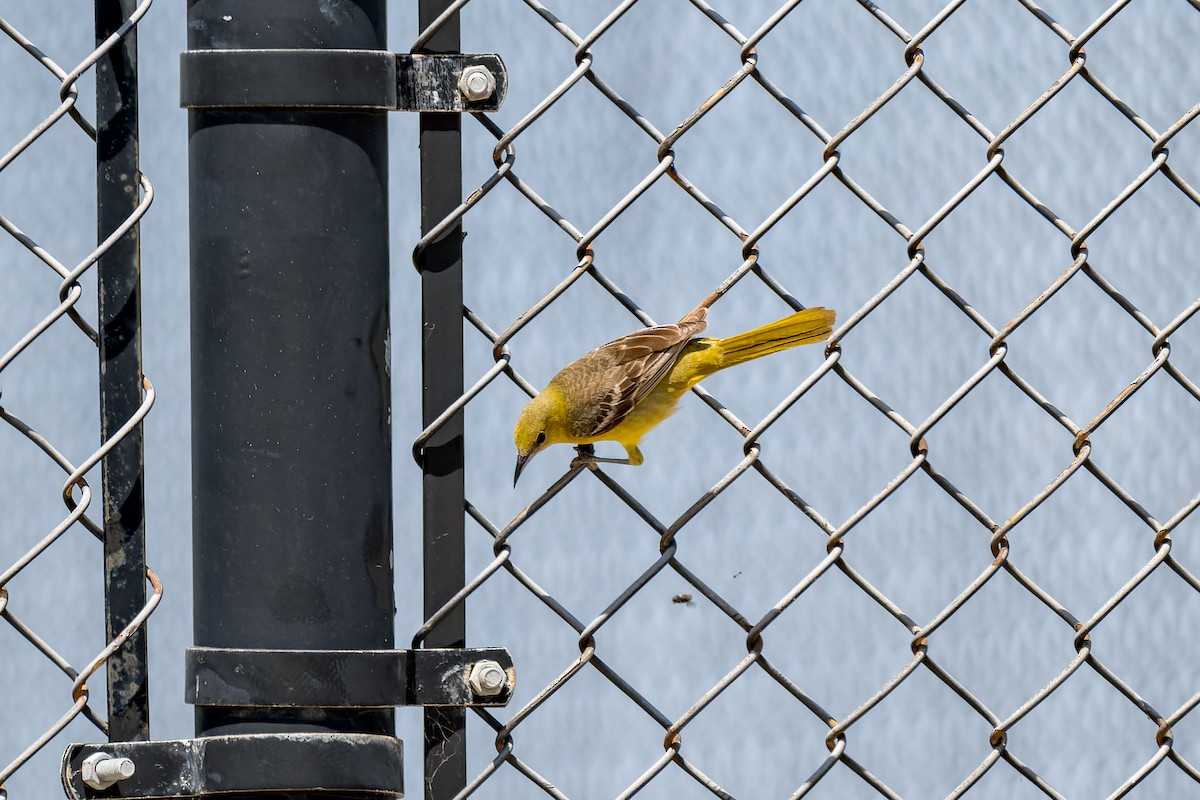 Hooded Oriole - Ruslan Balagansky