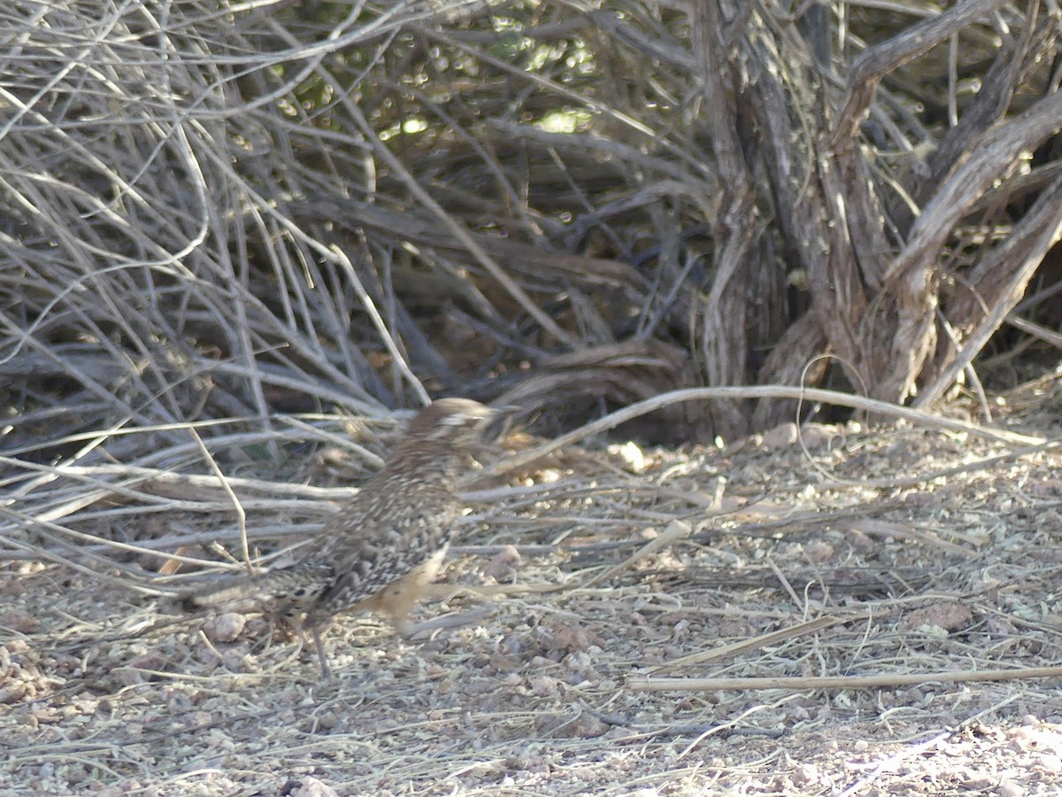 Cactus Wren - Dennis Wolter