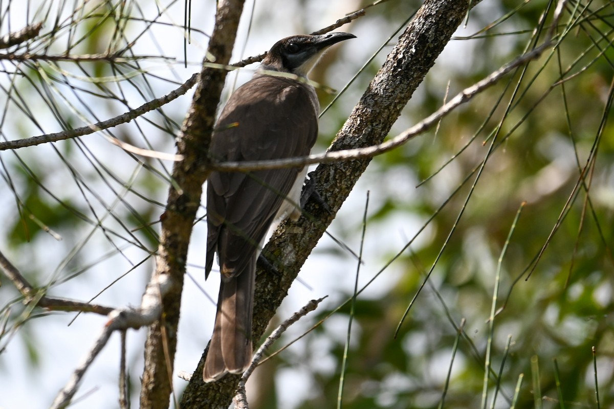 Little Friarbird - Steve Ryan