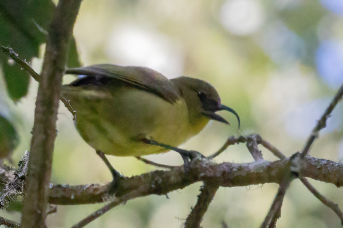 Hawaii-Sichelkleidervogel - ML619605473