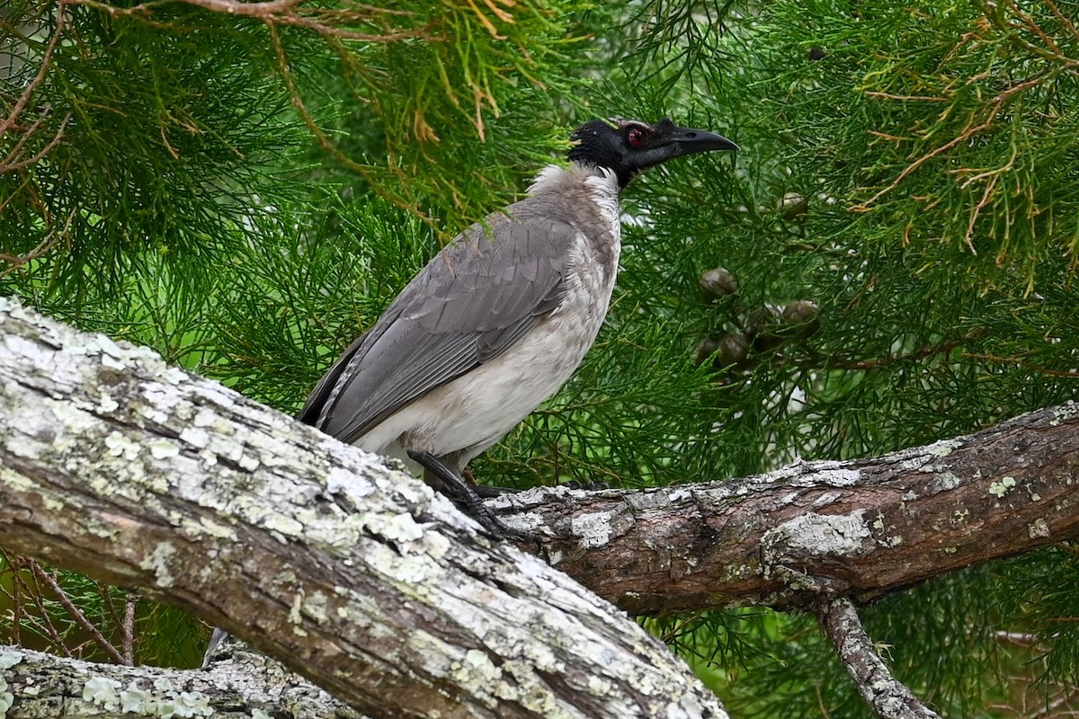 Noisy Friarbird - Steve Ryan