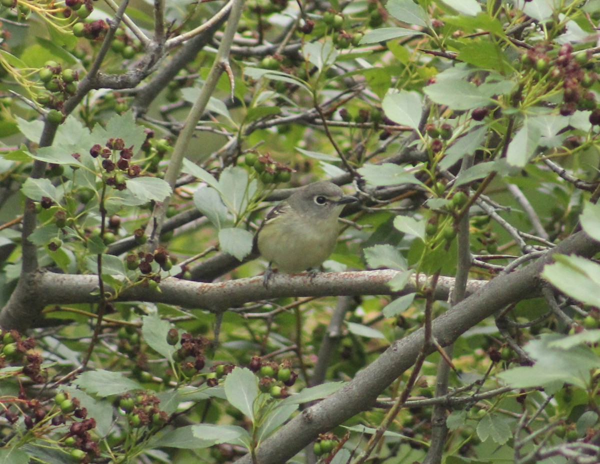 Cassin's Vireo - ML619605493