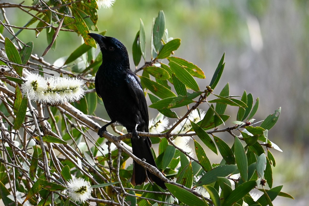 Spangled Drongo - Steve Ryan