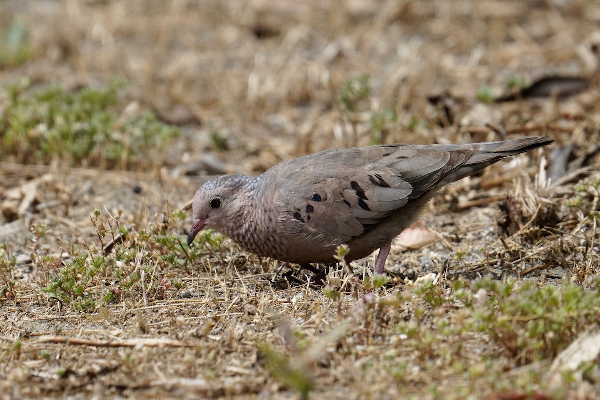 Sperlingstäubchen - ML619605509