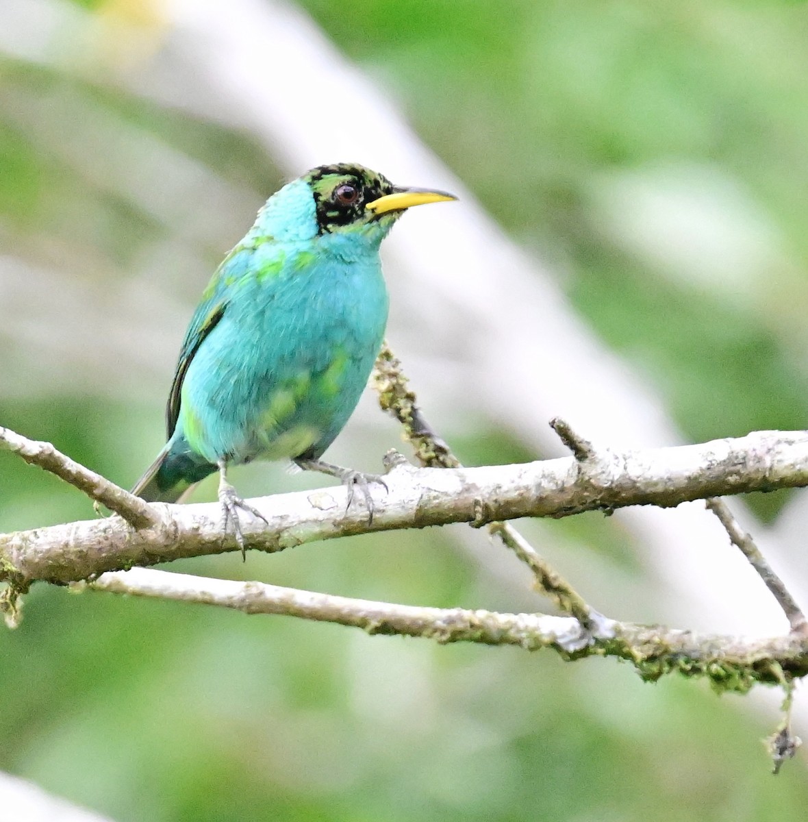 Green Honeycreeper - Vivian Fung