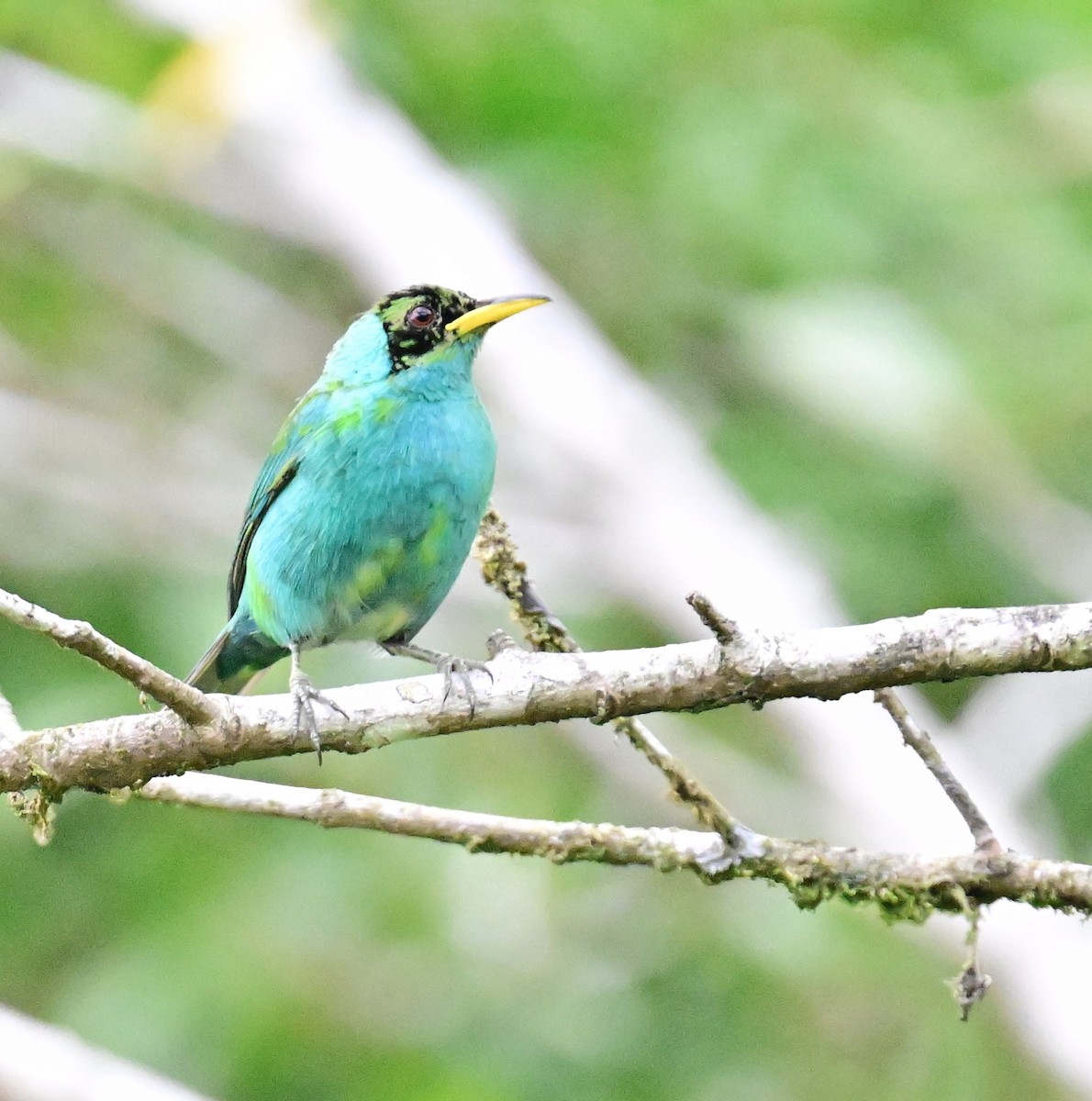 Green Honeycreeper - Vivian Fung