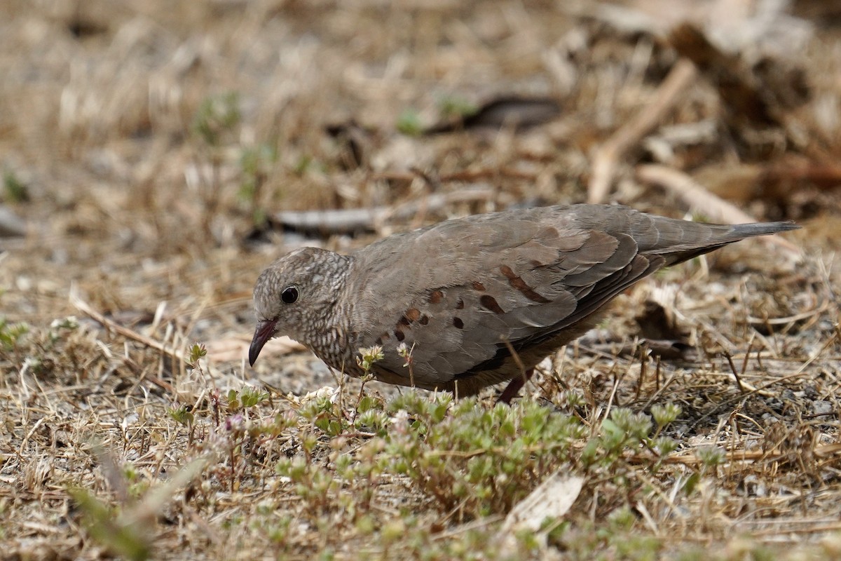 Common Ground Dove - Nick Thorpe