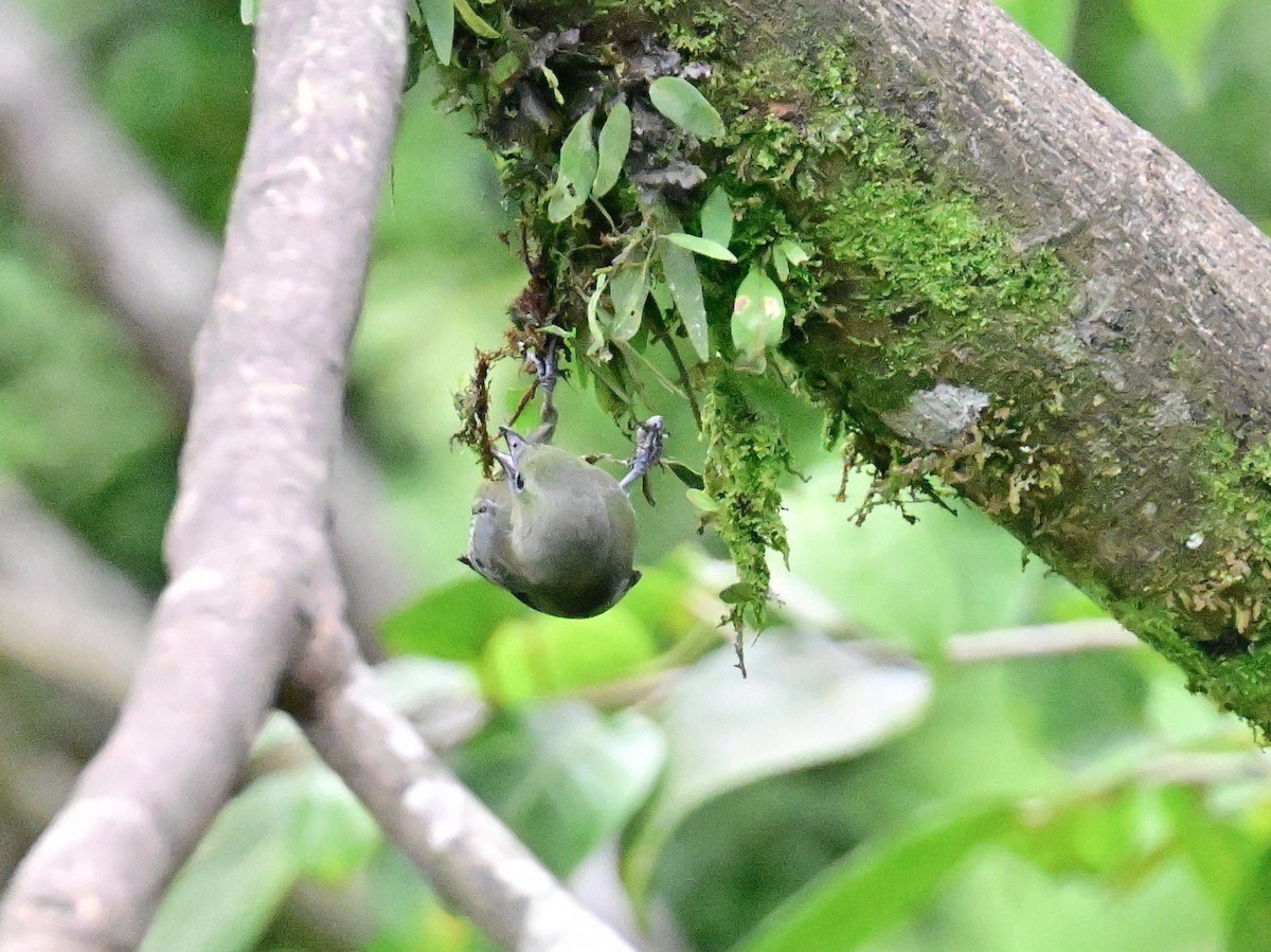 Palm Tanager - Vivian Fung