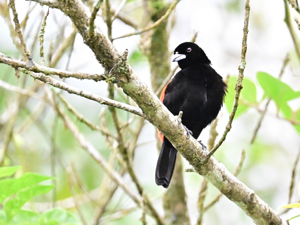 Scarlet-rumped Tanager - Vivian Fung