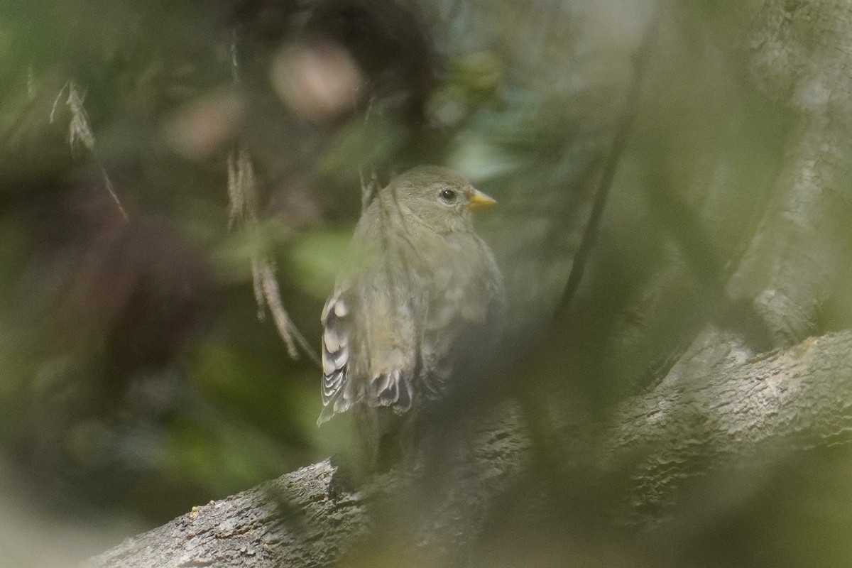 Lawrence's Goldfinch - ML619605521