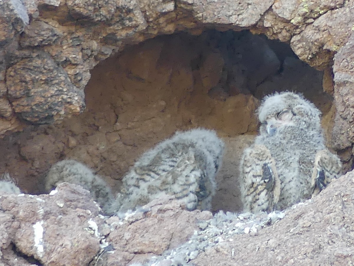 Great Horned Owl - Dennis Wolter