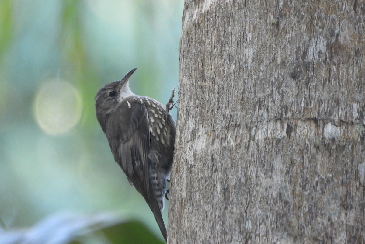 White-throated Treecreeper - Alfred McLachlan-Karr