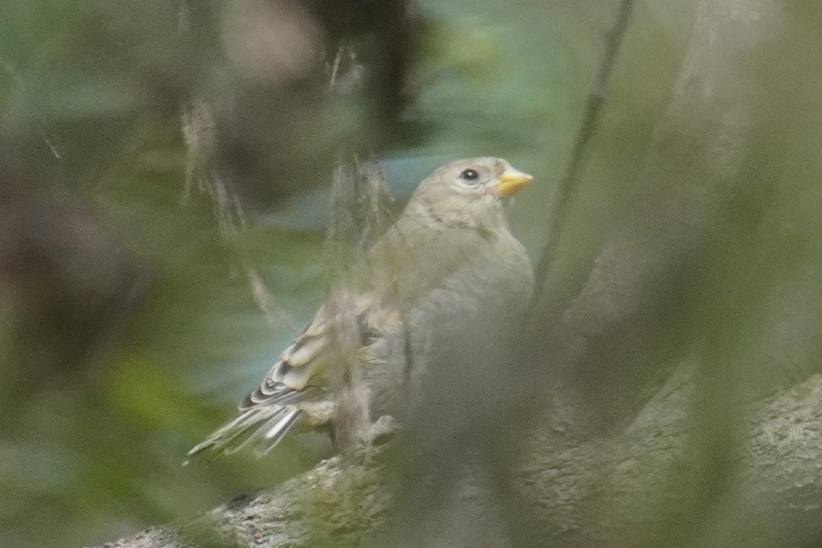 Lawrence's Goldfinch - ML619605529