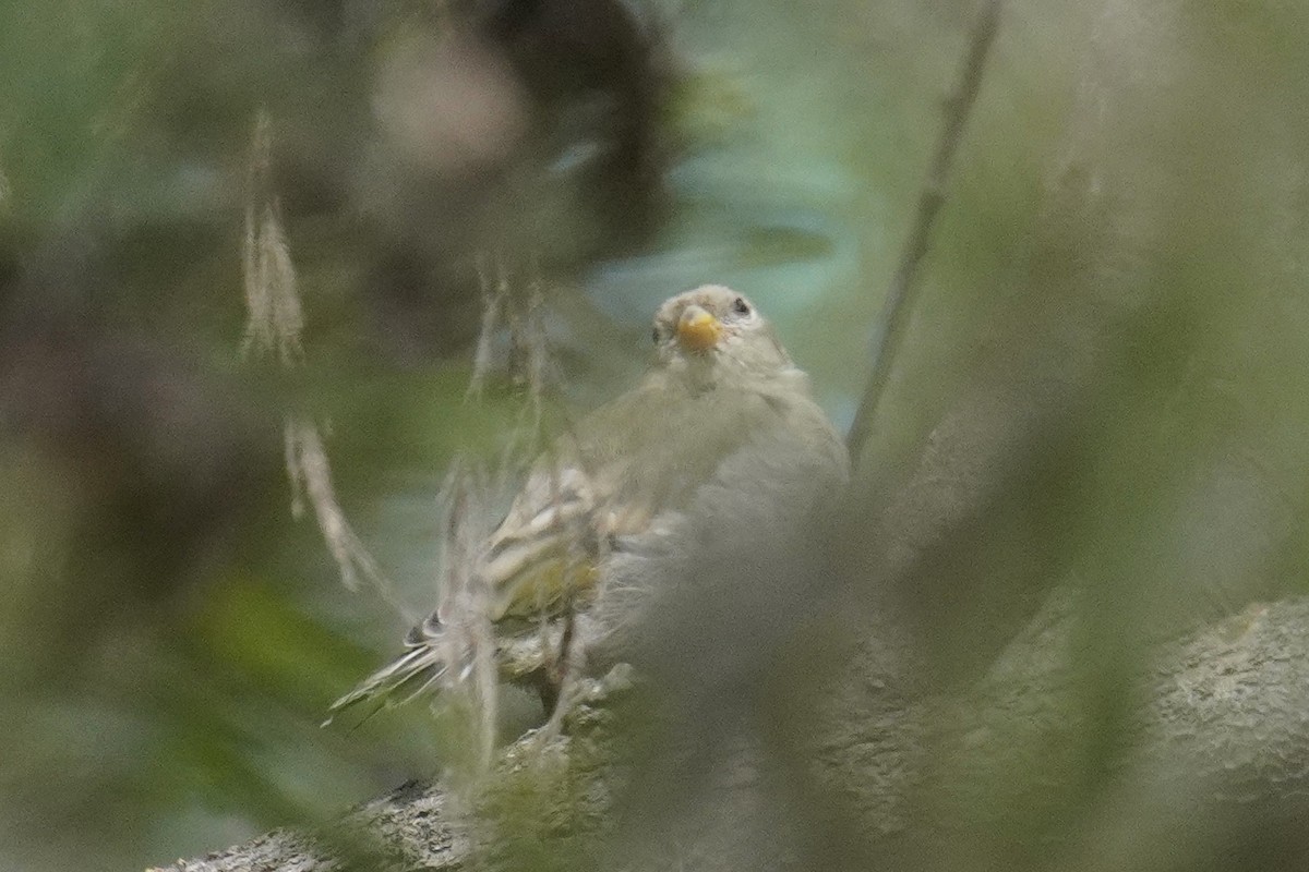 Lawrence's Goldfinch - ML619605531