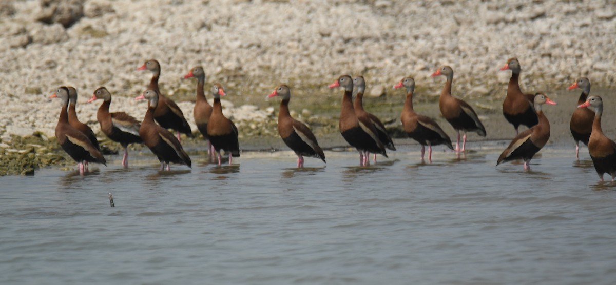 Black-bellied Whistling-Duck - Leonardo Guzmán (Kingfisher Birdwatching Nuevo León)