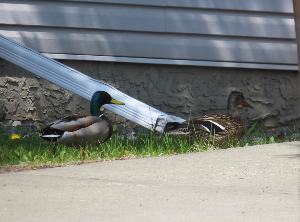 Mallard - Violet Kosack