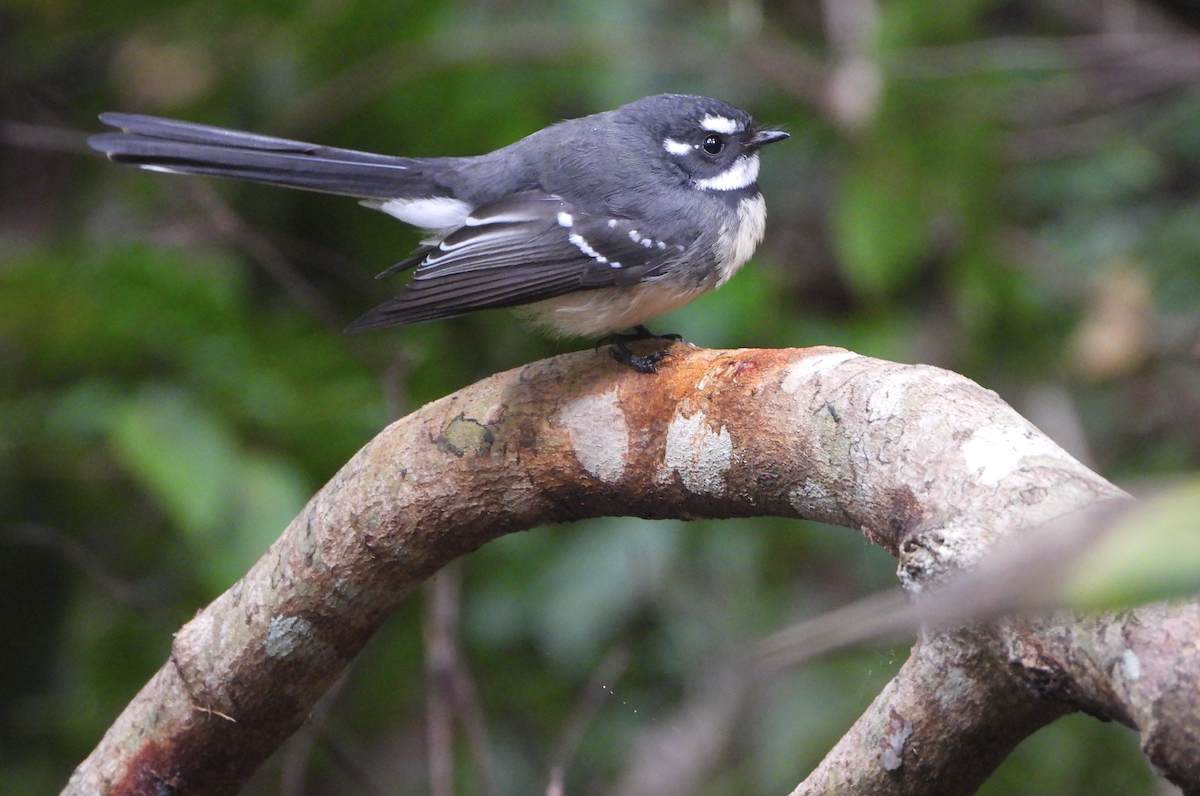 Gray Fantail - Alfred McLachlan-Karr