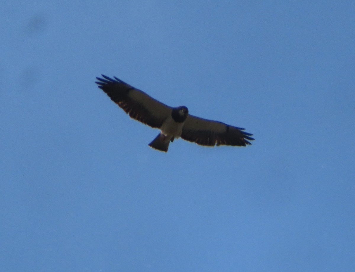 Swainson's Hawk - Violet Kosack