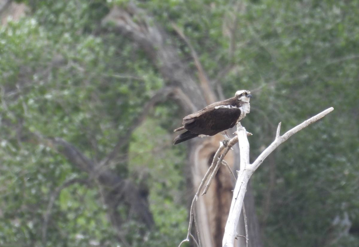 Osprey - Barry Stephenson