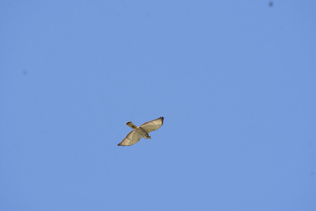 Broad-winged Hawk (Northern) - Mauricio López