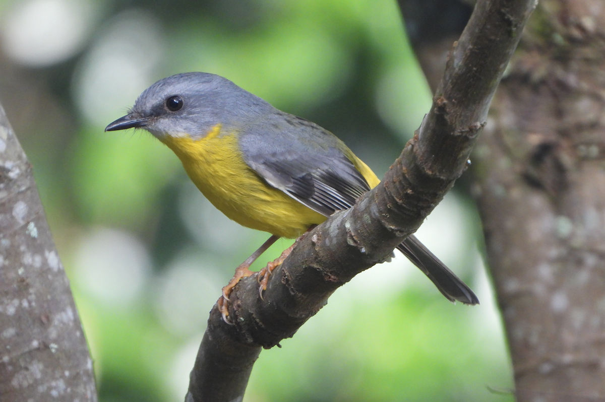 Eastern Yellow Robin - Alfred McLachlan-Karr