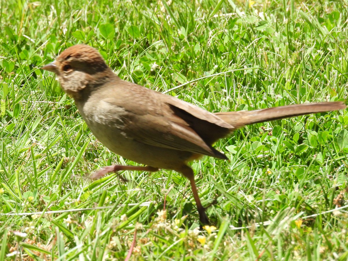 California Towhee - Lola Ross