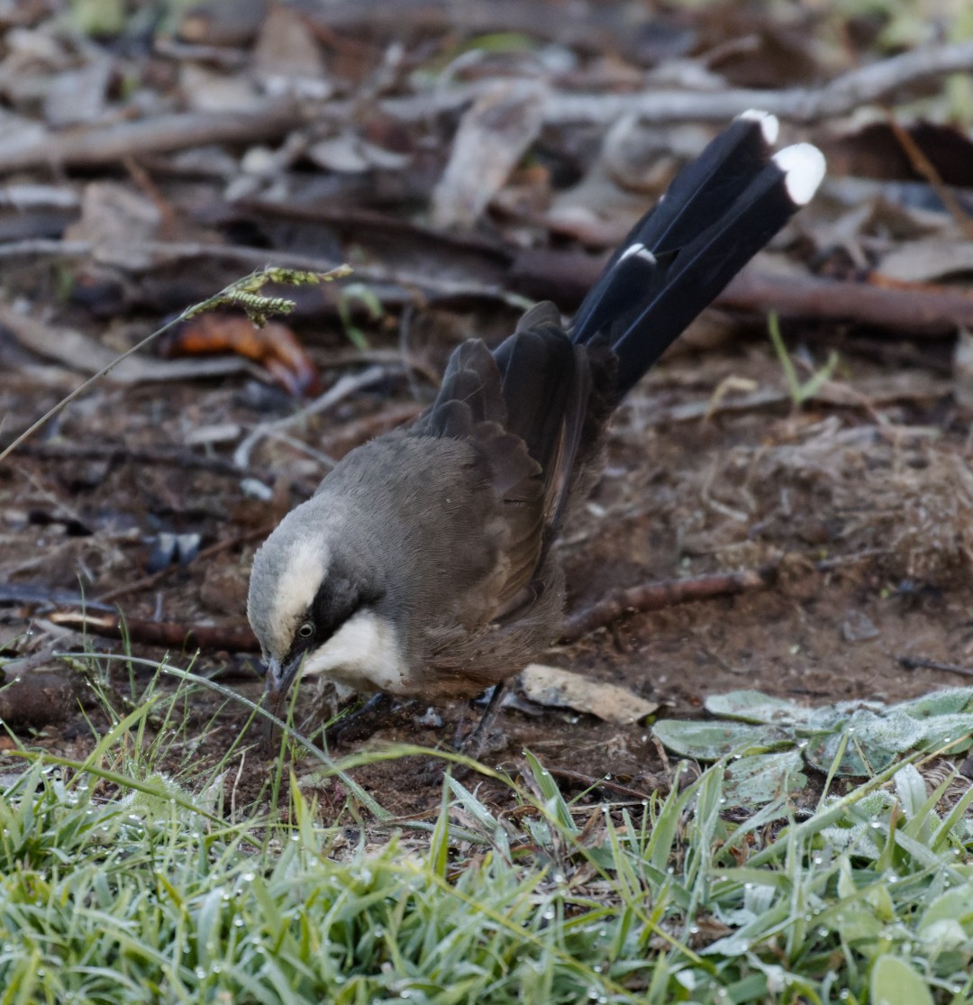 Gray-crowned Babbler - Peter Bennet