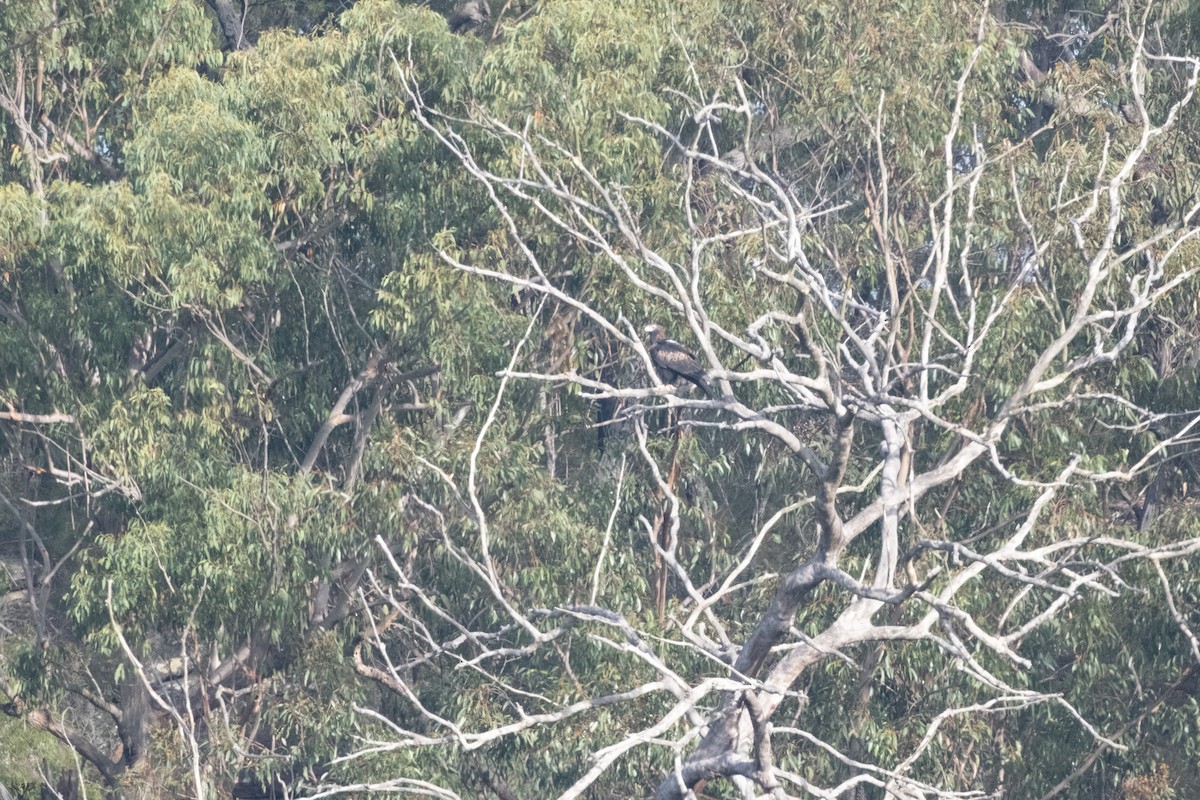 Wedge-tailed Eagle - ML619605561