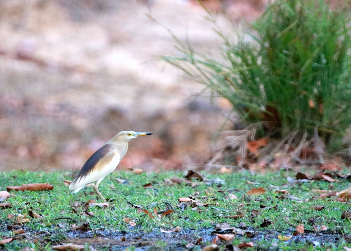 Indian Pond-Heron - Jagat Flora