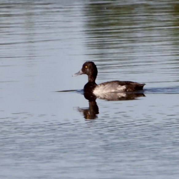 Lesser Scaup - ML619605577