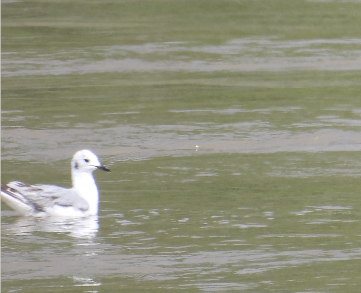 gull sp. - Barry Stephenson