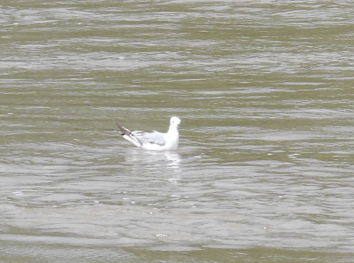 gull sp. - Barry Stephenson